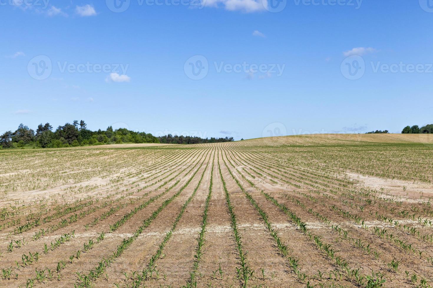 young corn sprouts in the spring season photo