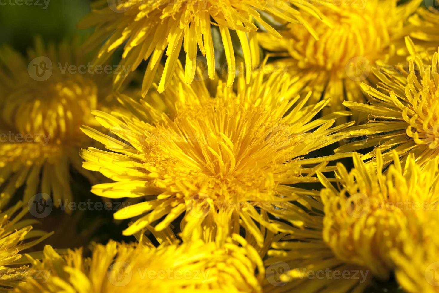 yellow fresh dandelions photo