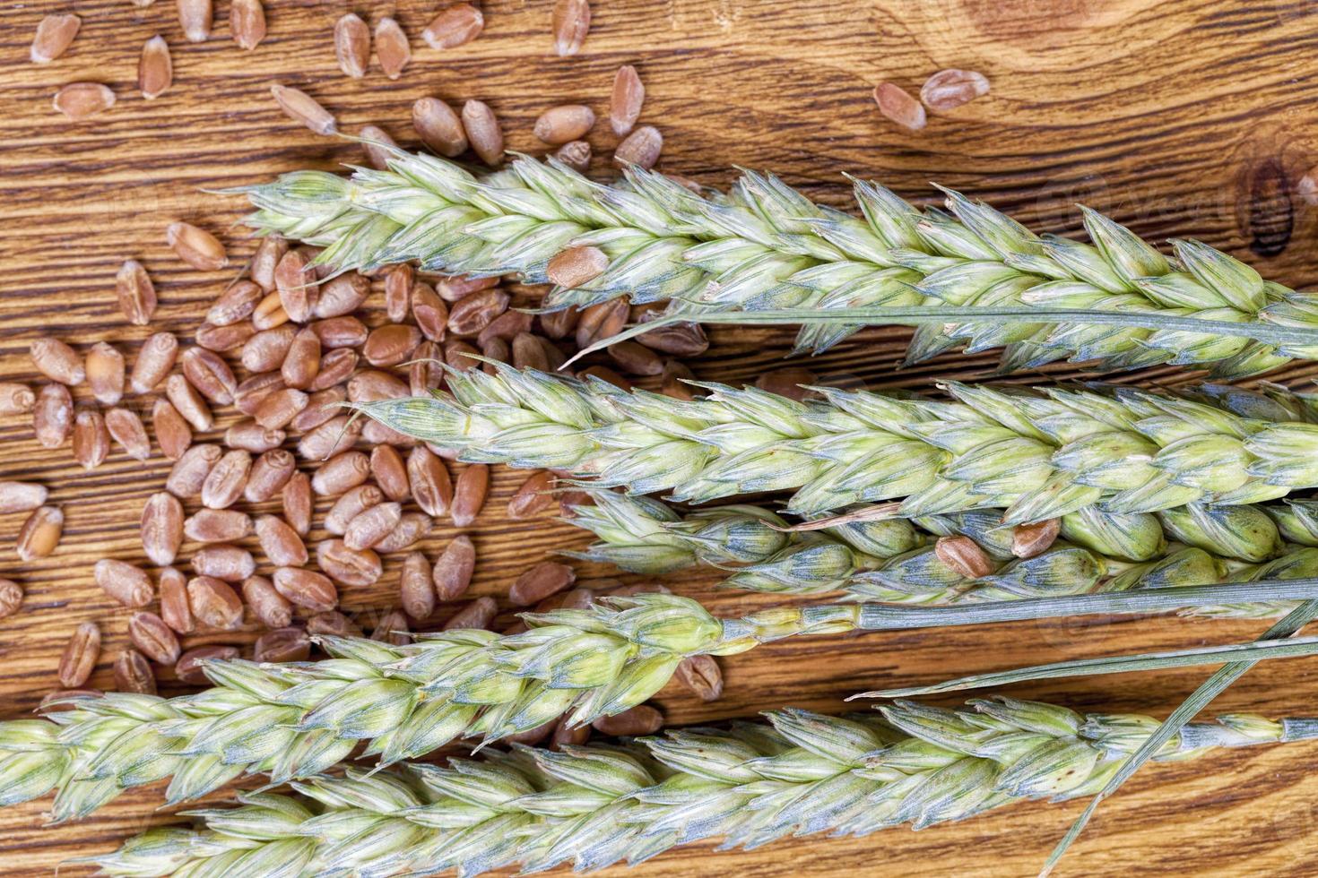 wheat or rye grain from which bread photo