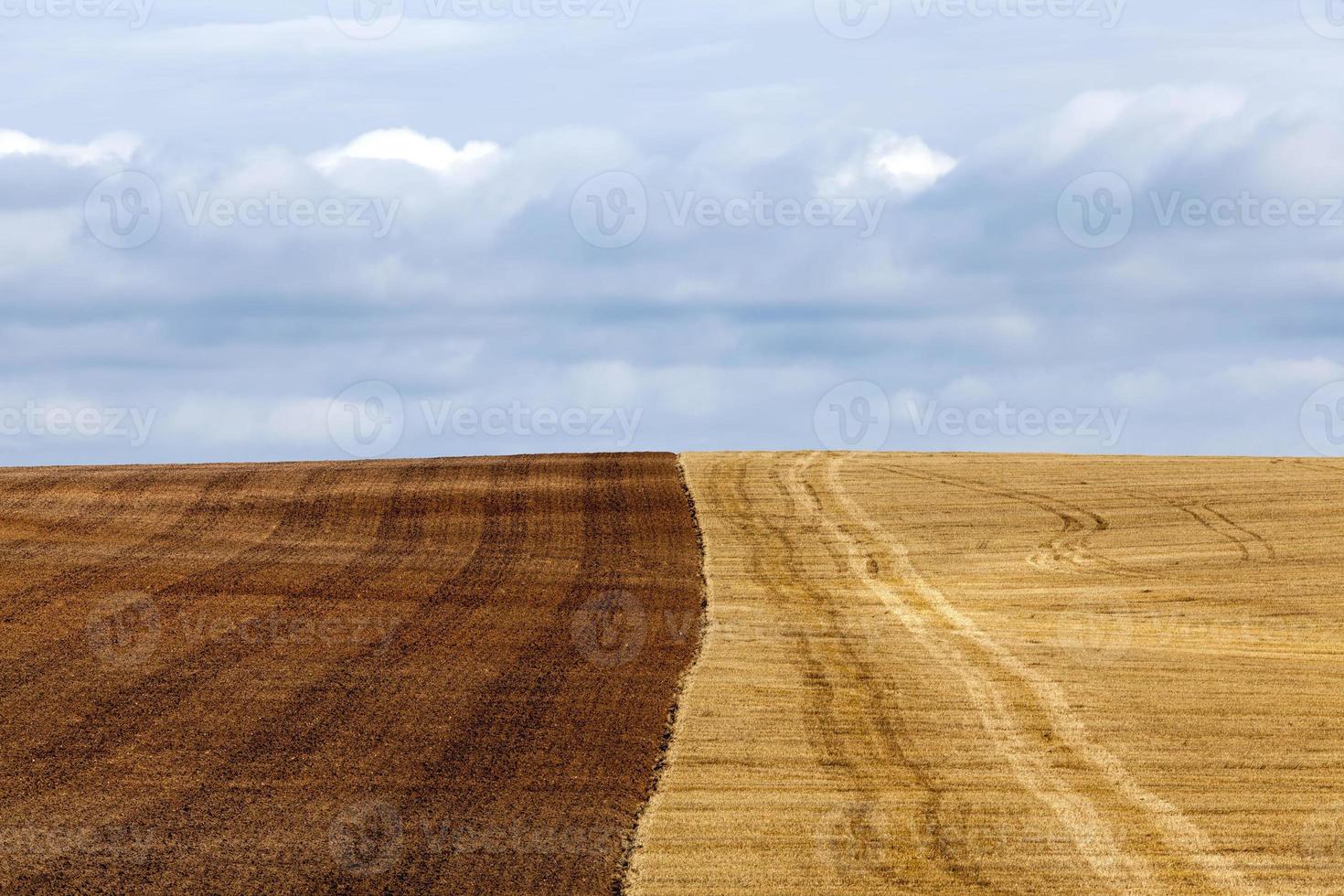 un campo agrícola foto
