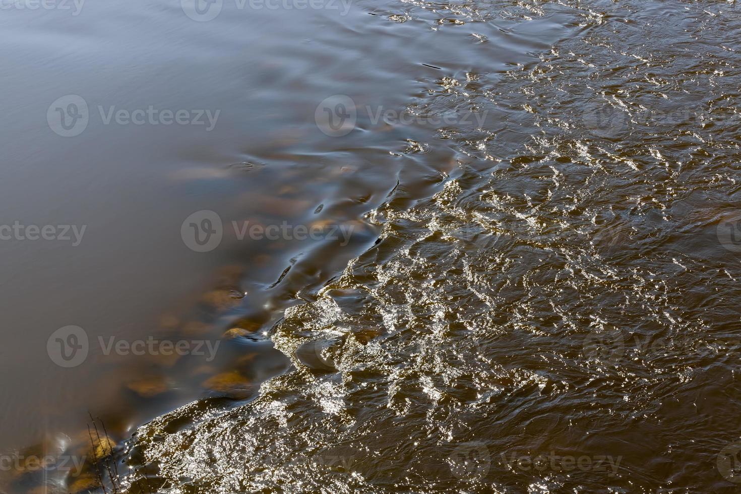 agua oscura y plantas foto