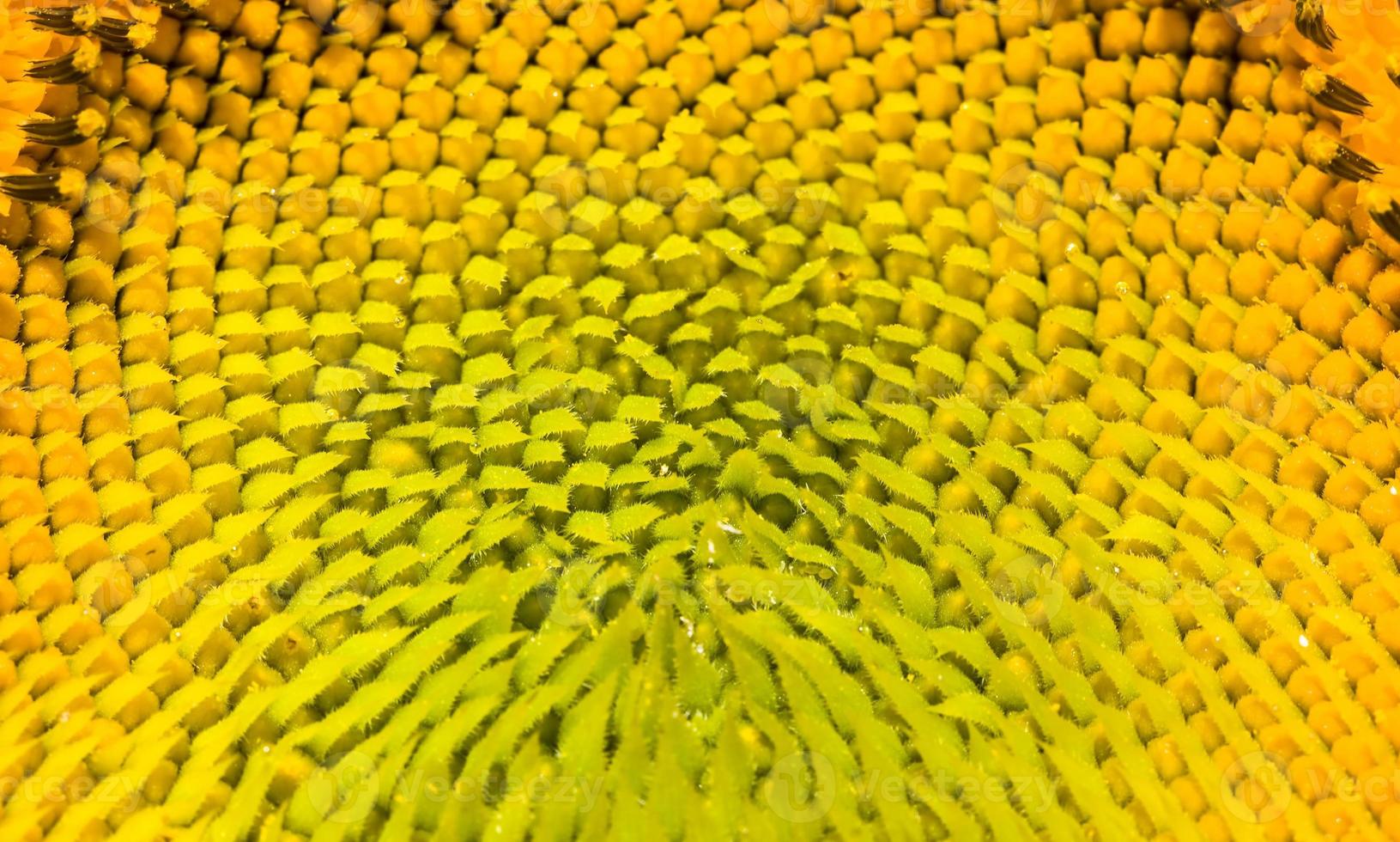 bright details of sunflower photo