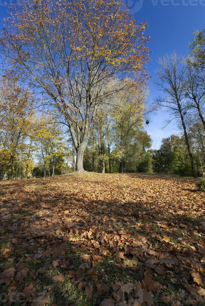 deciduous oak trees in the forest or in the Park photo