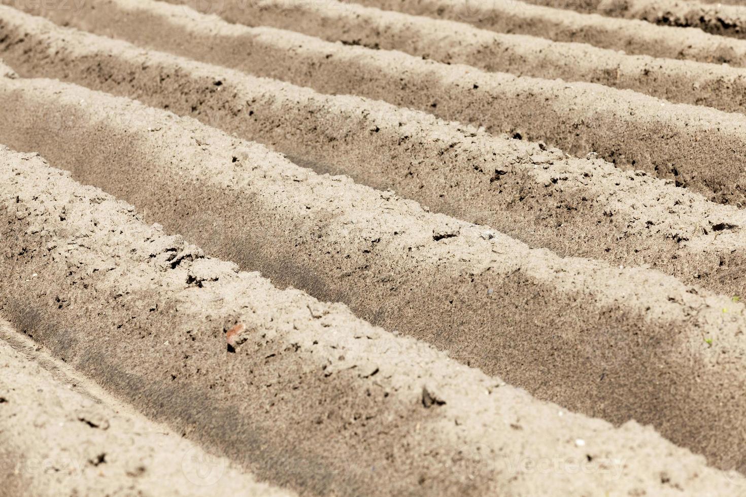 potatoes are grown on an agricultural field photo