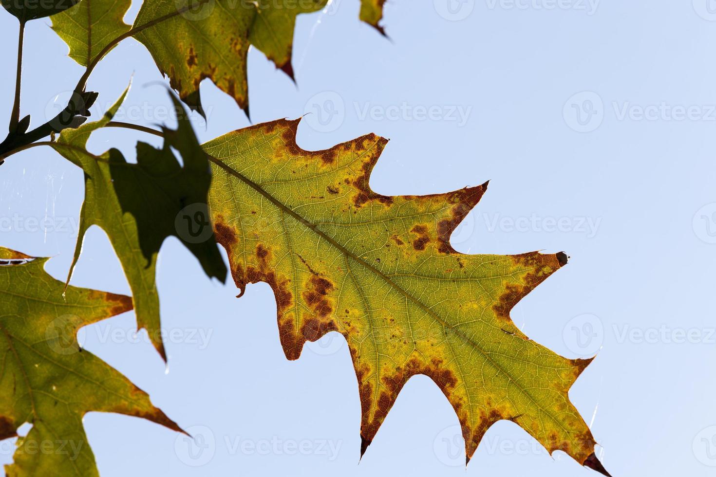 changing color oak in the autumn season photo