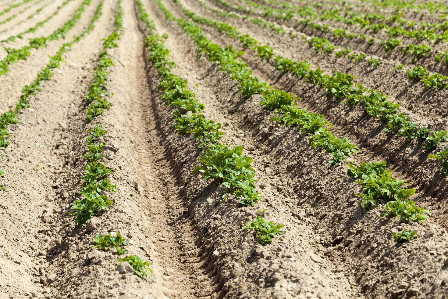 las patatas se cultivan en un campo agrícola foto