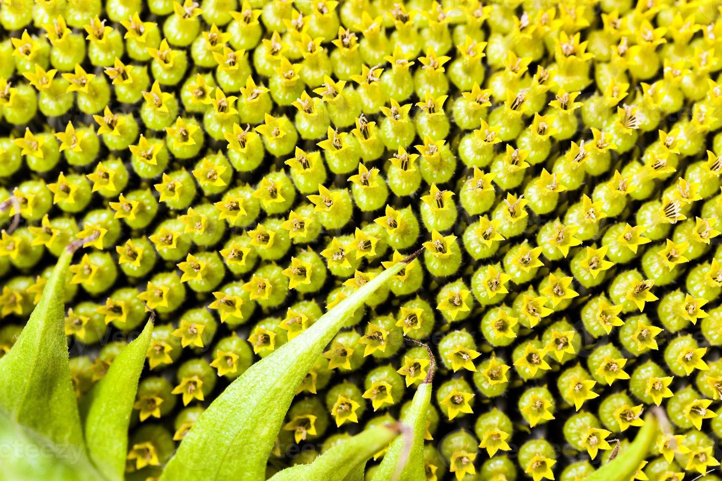 Sunflower , black seeds. photo