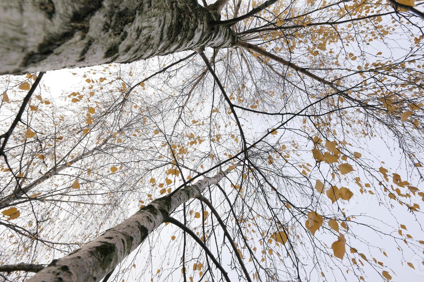 Park in the fall photo