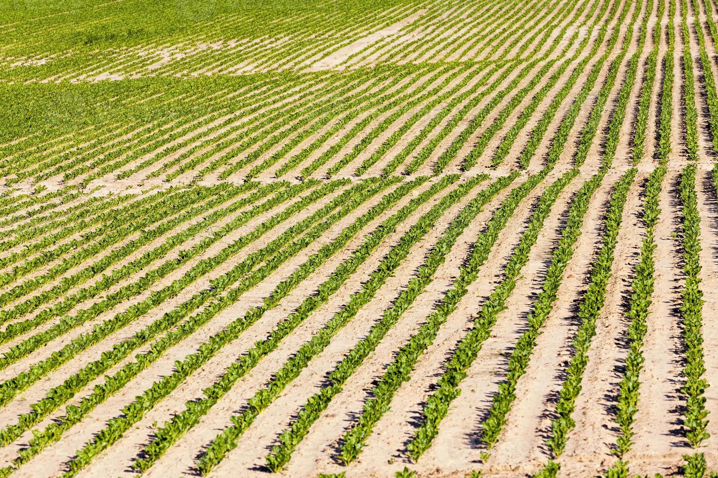 beets in the agricultural field photo