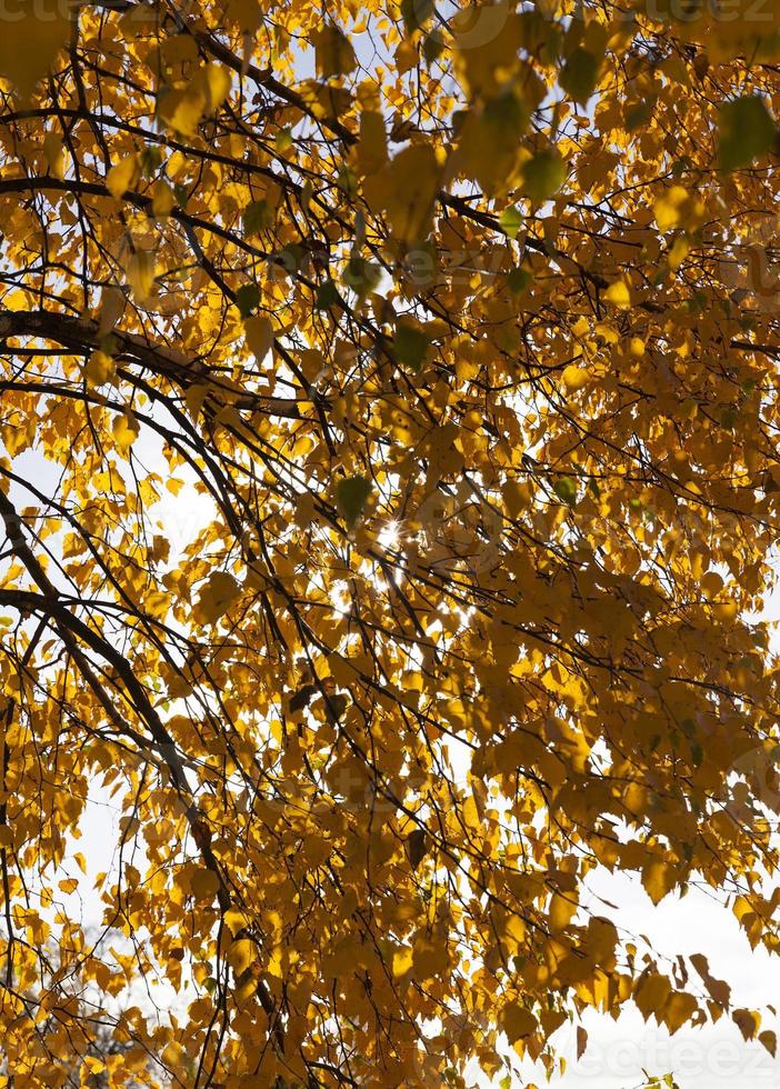 autumn yellow foliage photo