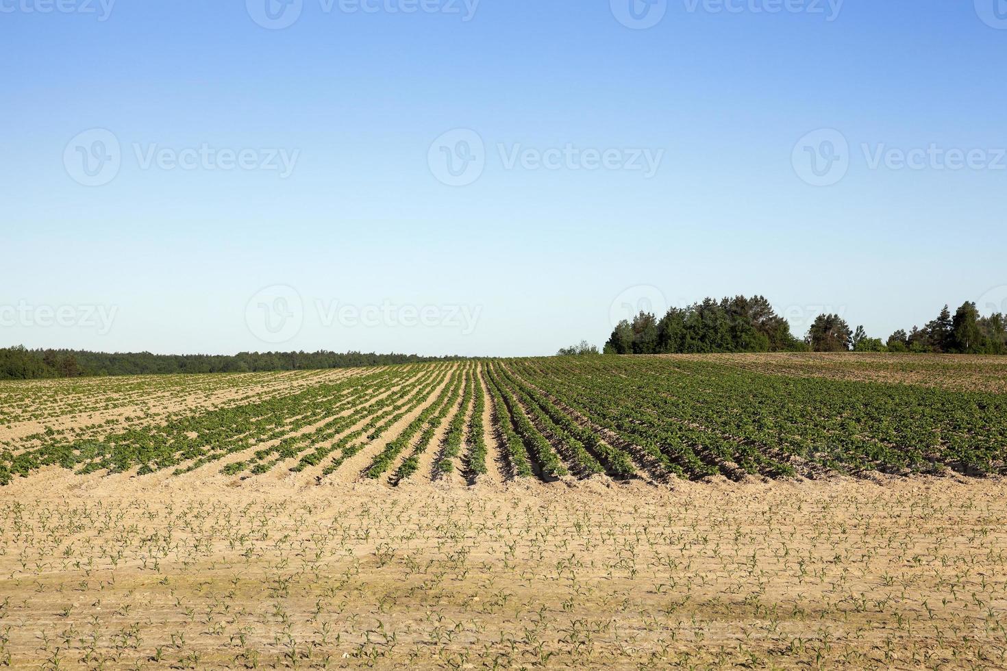 campo de patatas, primavera foto