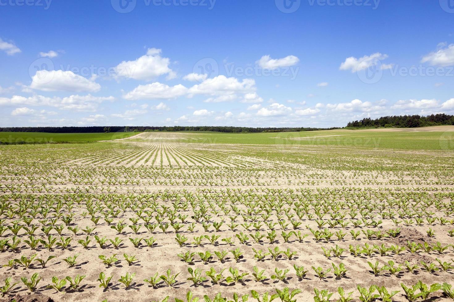 campo con remolacha foto