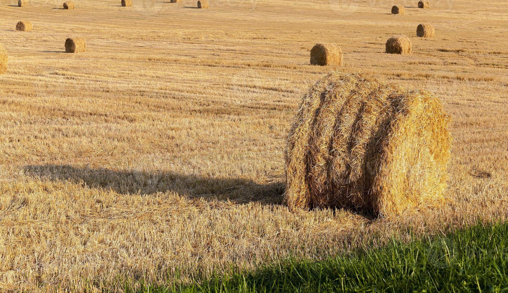 stack of straw in the field photo