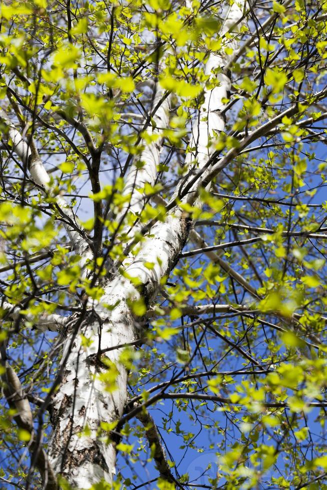 beautiful birch tree 9409474 Stock Photo at Vecteezy