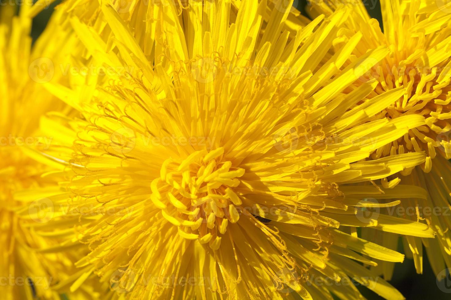 fresh yellow dandelions photo