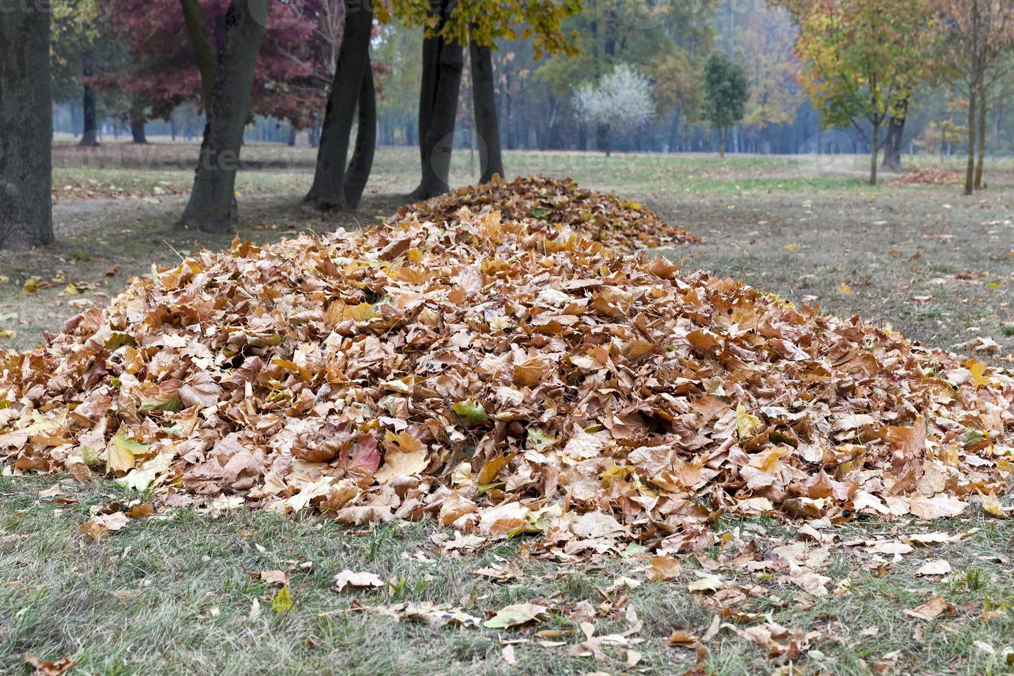 collecting fallen leaves in heaps photo