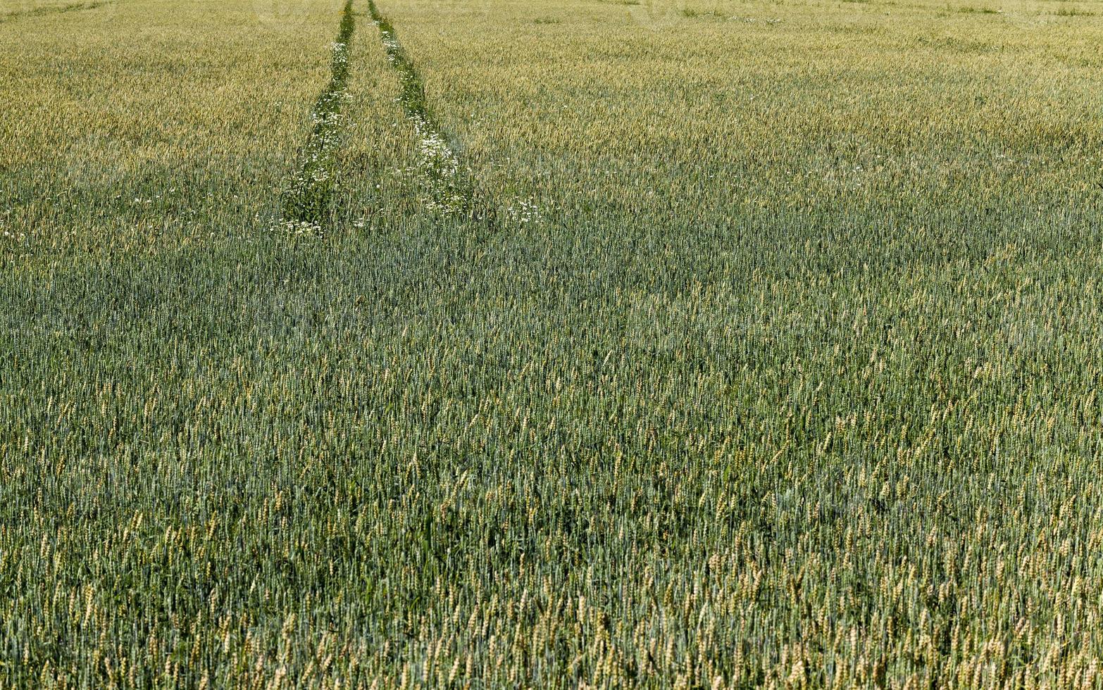 green wheat or other grain photo