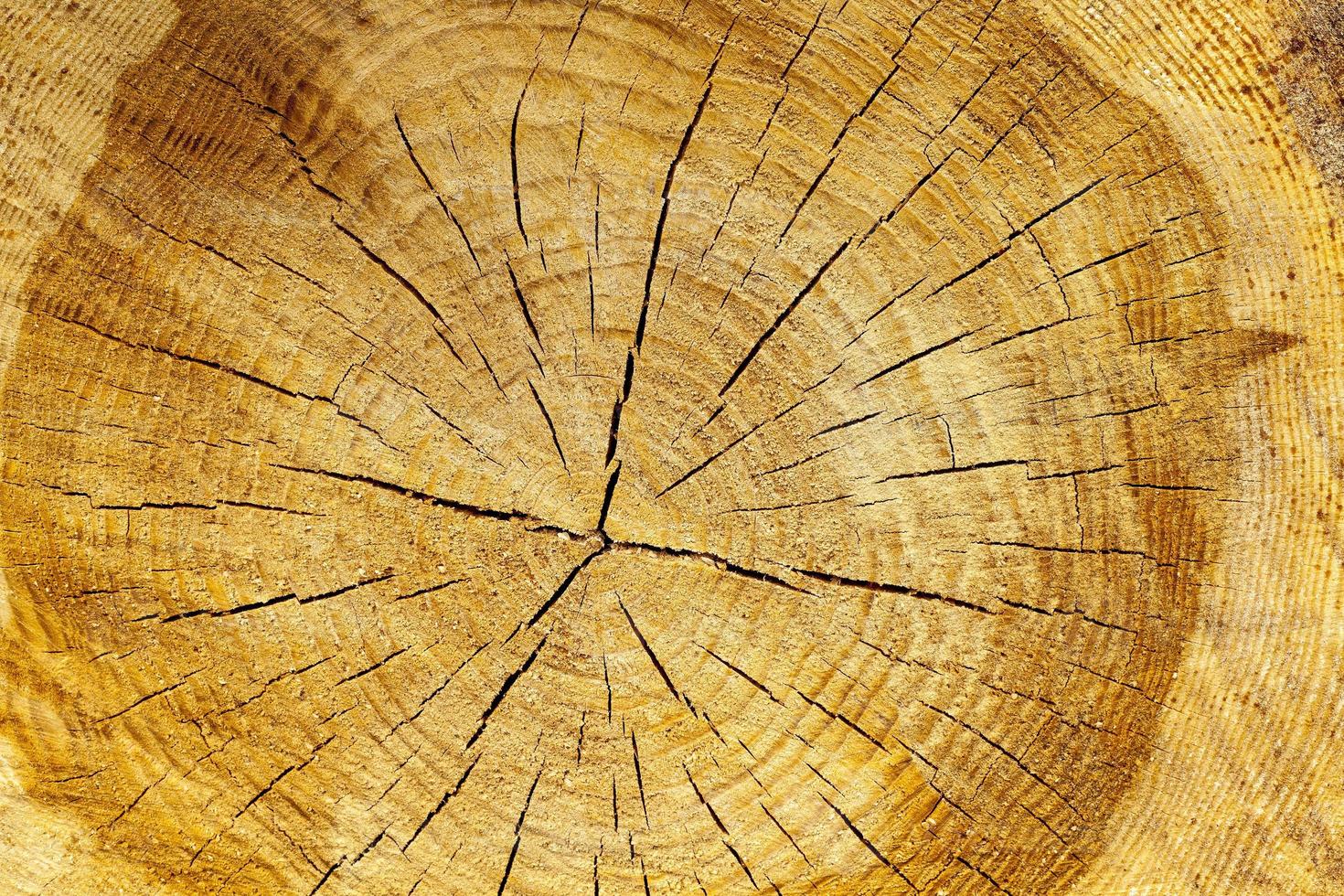 annual rings on a sawn tree photo