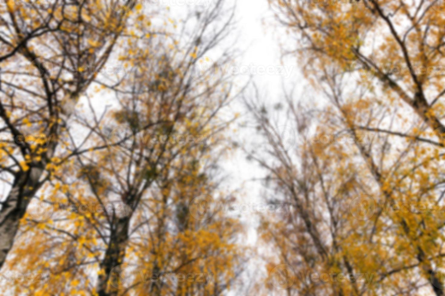 Autumn Park, overcast photo