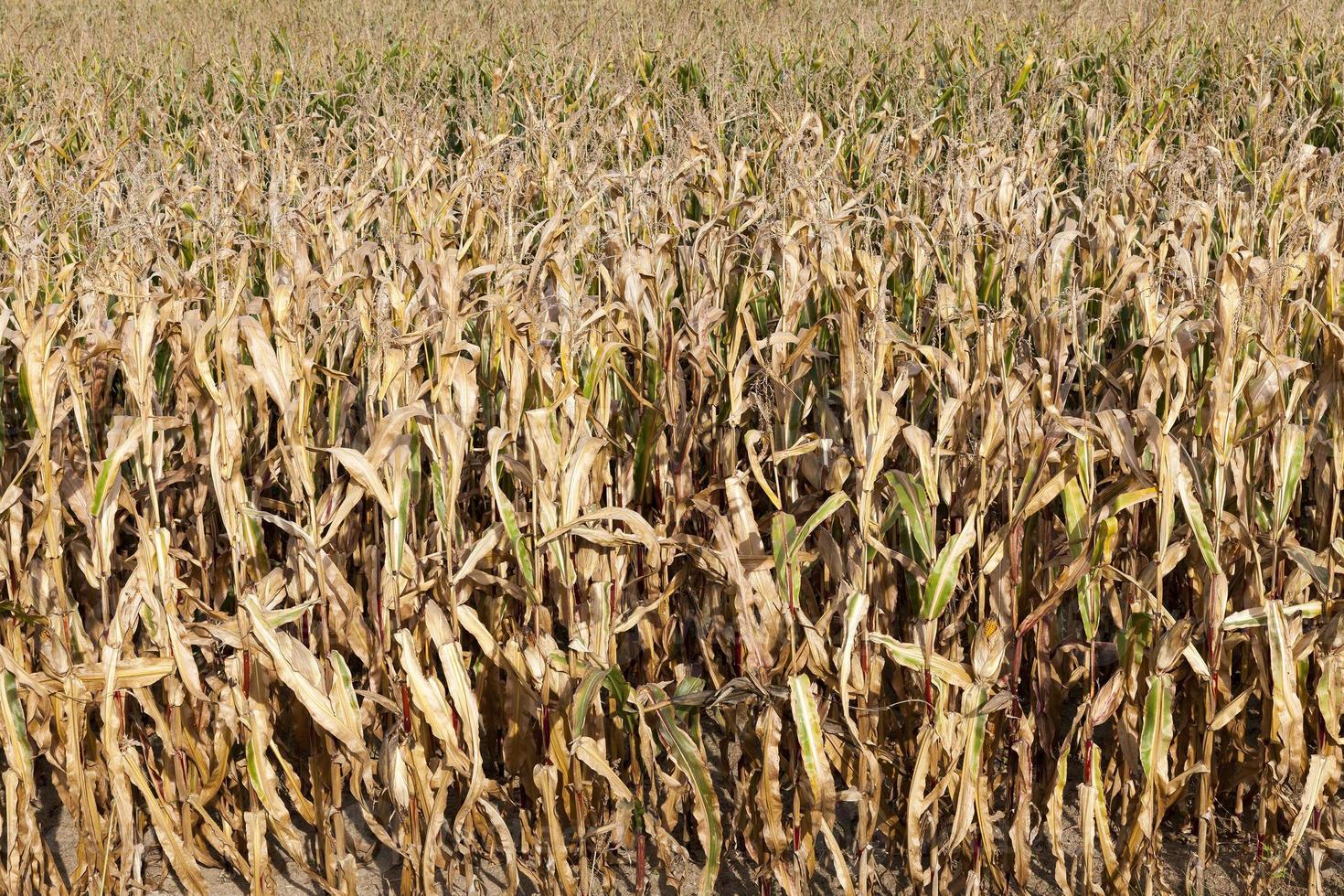 field of ripe corn photo