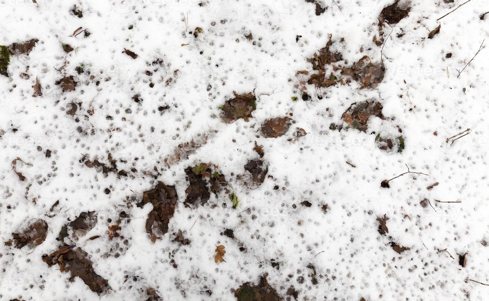 land covered with snow photo