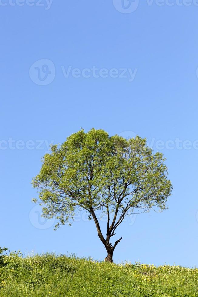 colina y un árbol foto