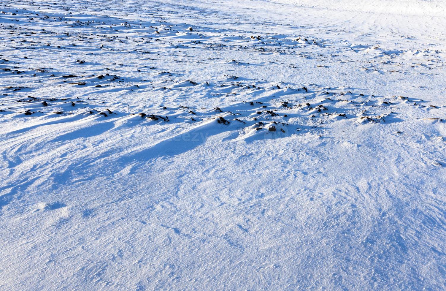 snow in the field photo