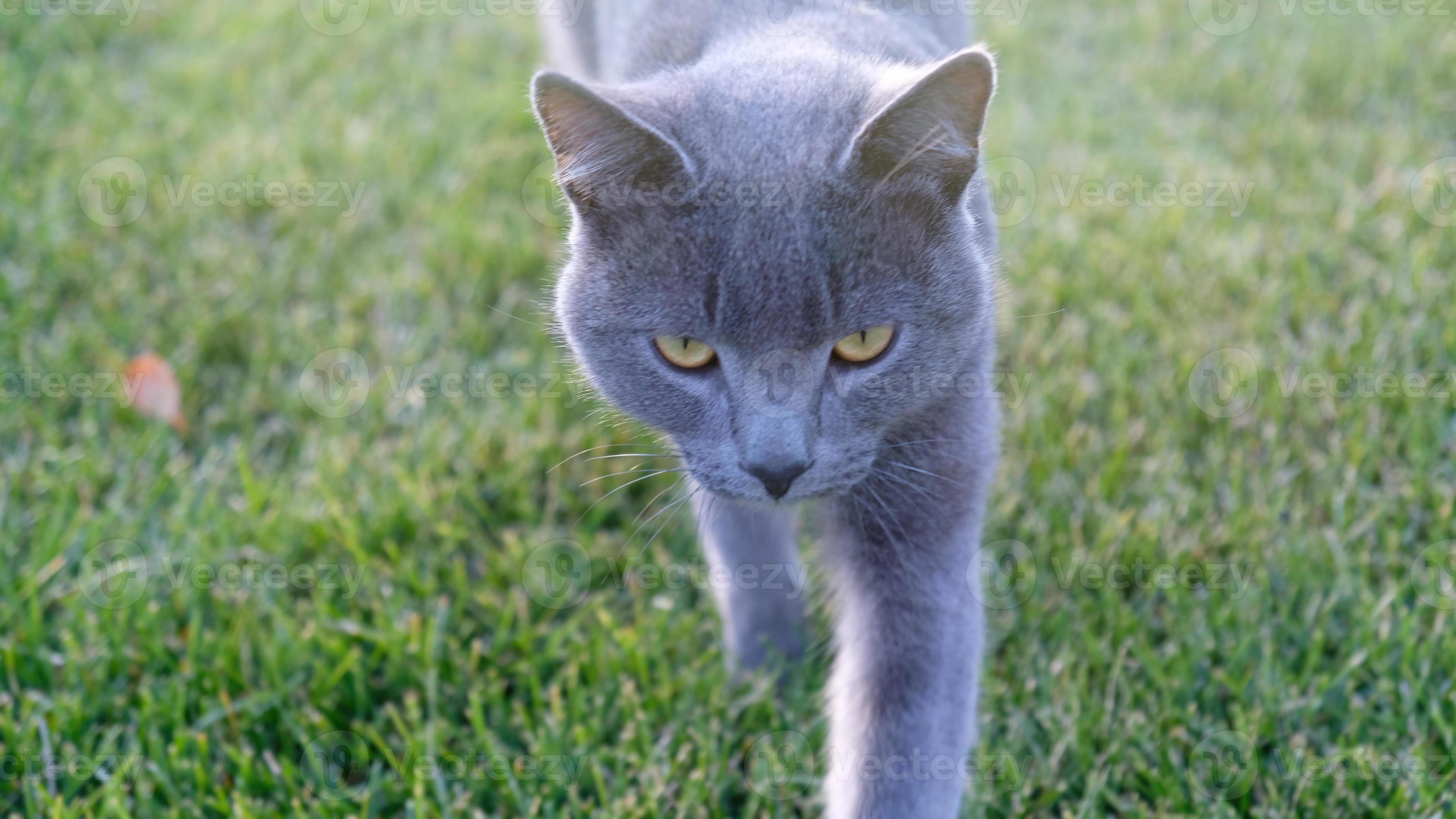Gray fluffy cat is walking on the green grass. Closeup muzzle of cat