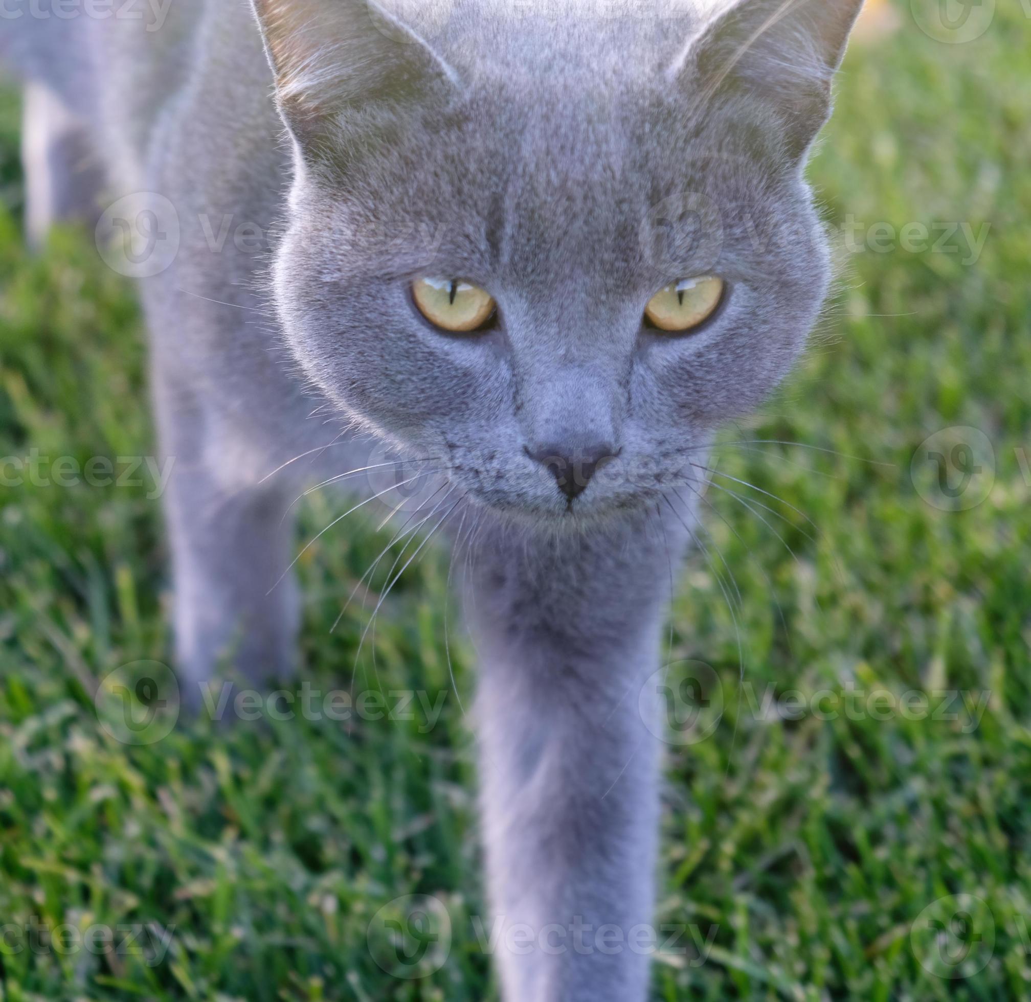 Gray fluffy cat is walking on the green grass. Closeup muzzle of cat