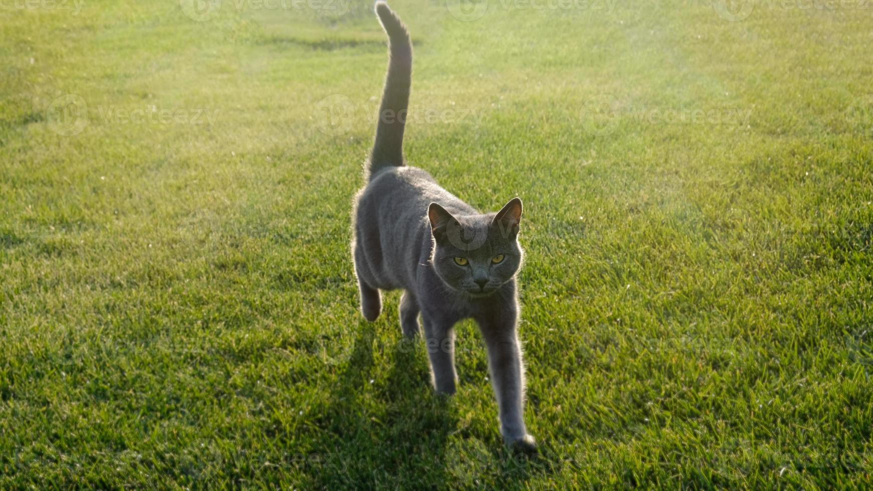 Gray fluffy cat is walking on the green grass. Close-up muzzle of cat with yellow-green eyes, a long white mustache, gray nose and shiny coat. Concept for veterinary clinic. Selective focus. photo