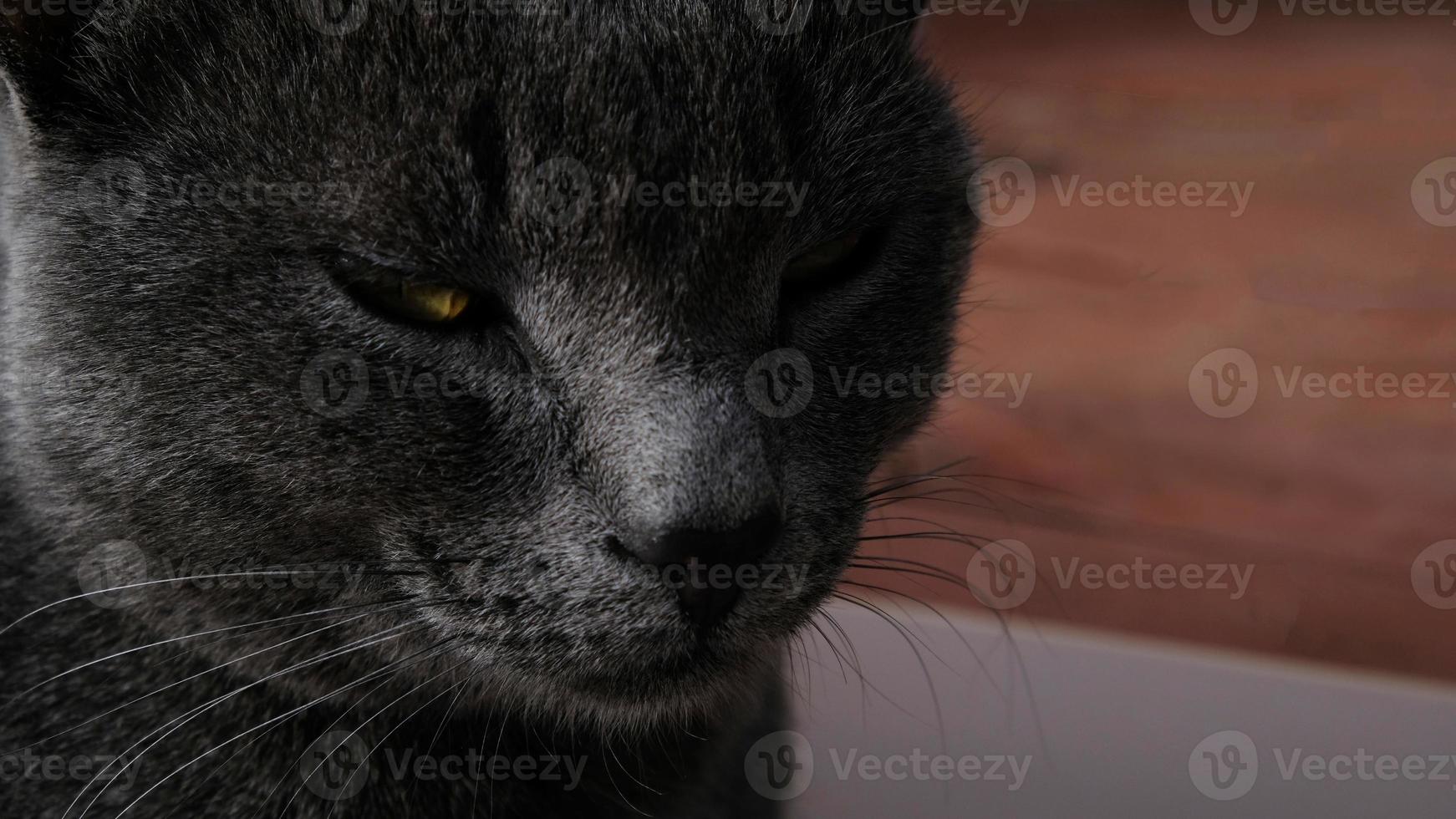 Close-up portrait of gray cat with yellow eyes. The cat is dozing, eyes ajar. The muzzle of a gray cat with yellow eyes, a long black mustache, a gray nose. Selective focus. photo
