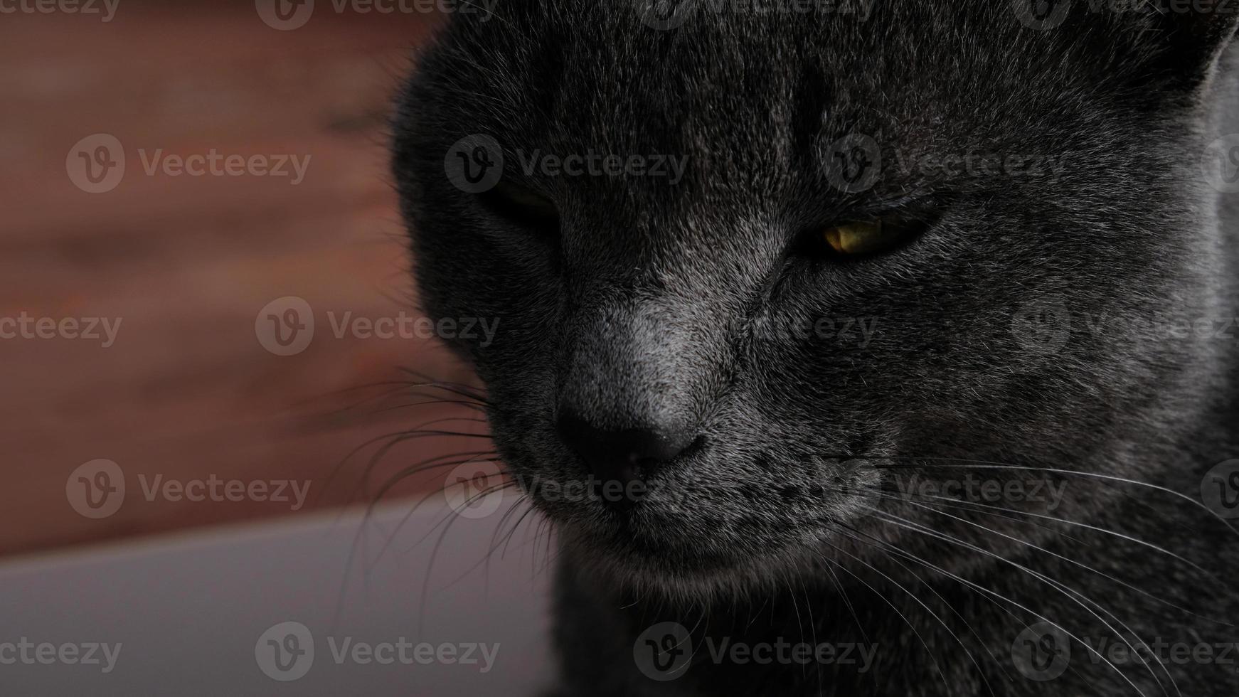 Close-up portrait of gray cat with yellow eyes. The cat is dozing, eyes ajar. The muzzle of a gray cat with yellow eyes, a long black mustache, a gray nose. Selective focus. photo