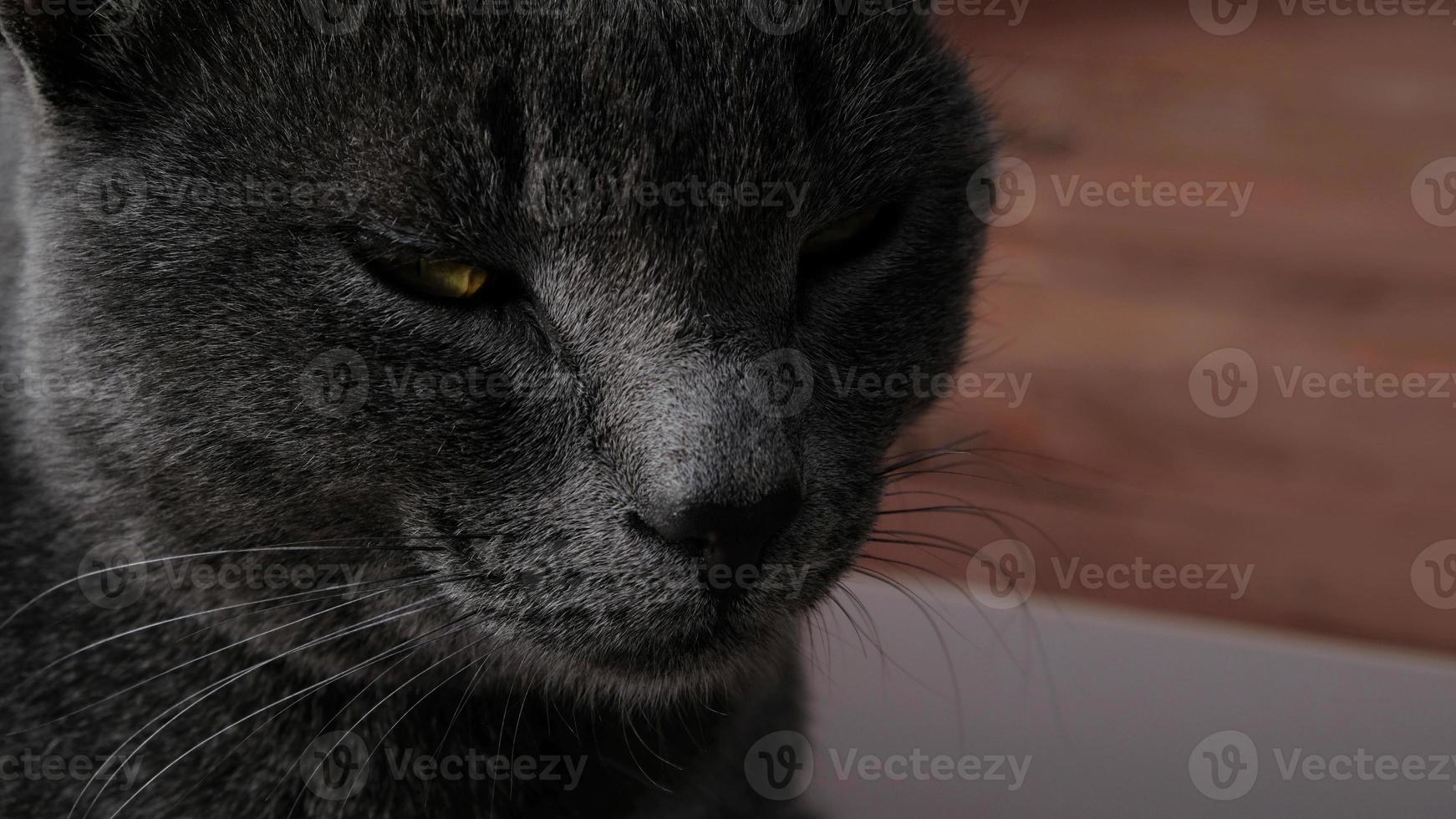 primer plano retrato de gato gris con ojos amarillos. el gato está dormitando, con los ojos entreabiertos. el hocico de un gato gris con ojos amarillos, un largo bigote negro, una nariz gris. enfoque selectivo. foto