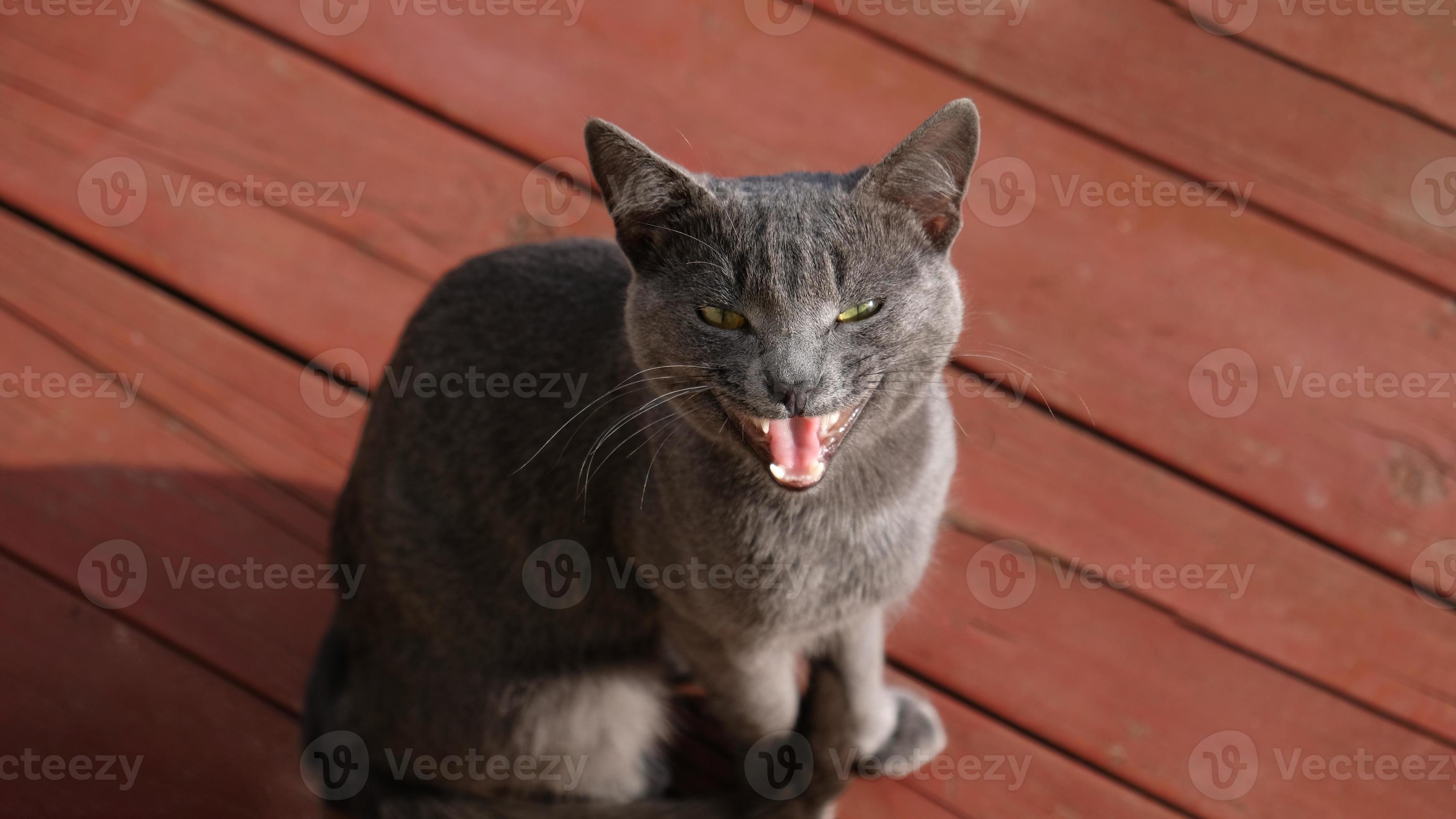 A domestic shorthair cat with dilated pupils and its mouth open in