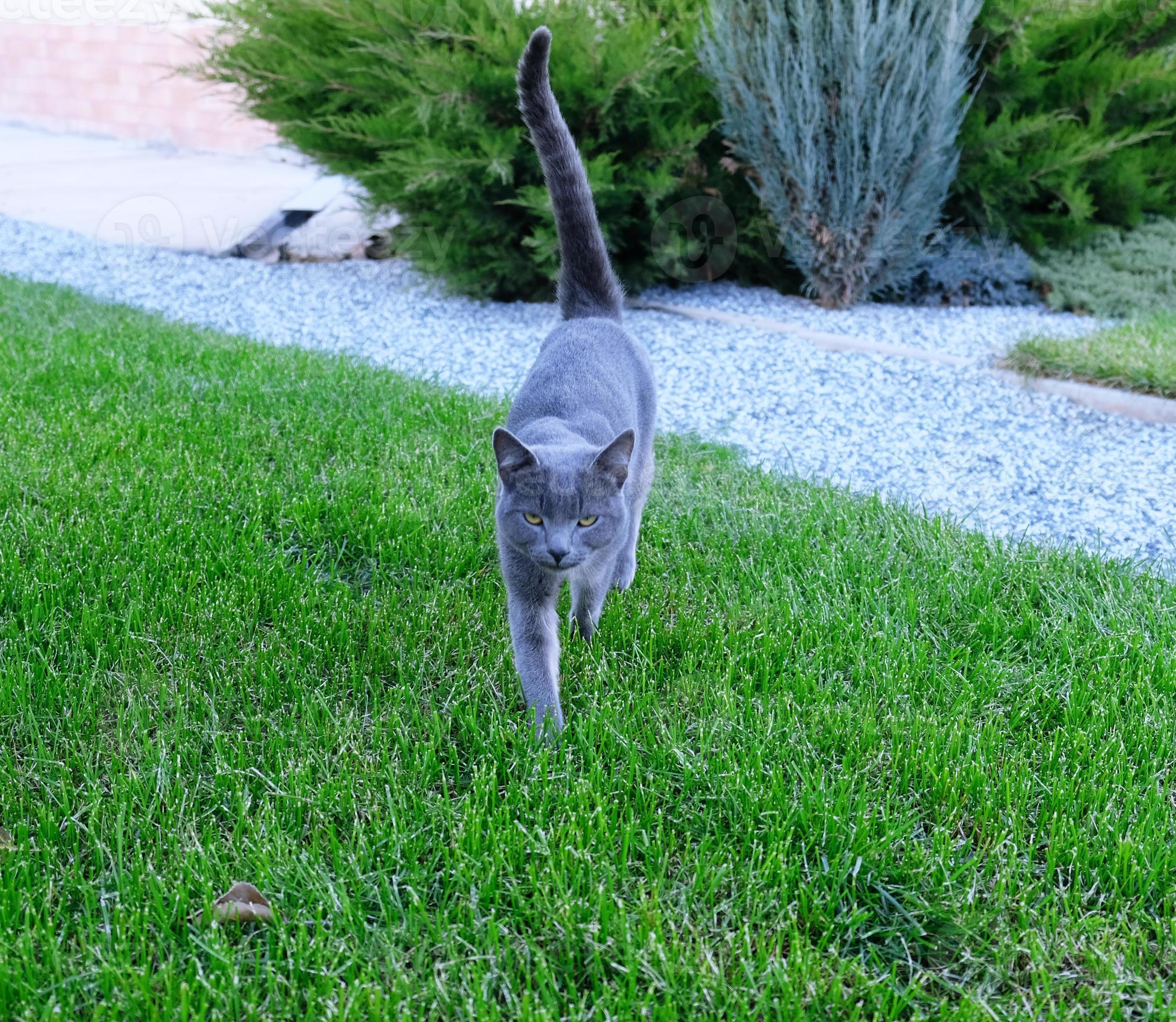 Gray fluffy cat is walking on the green grass. Closeup muzzle of cat