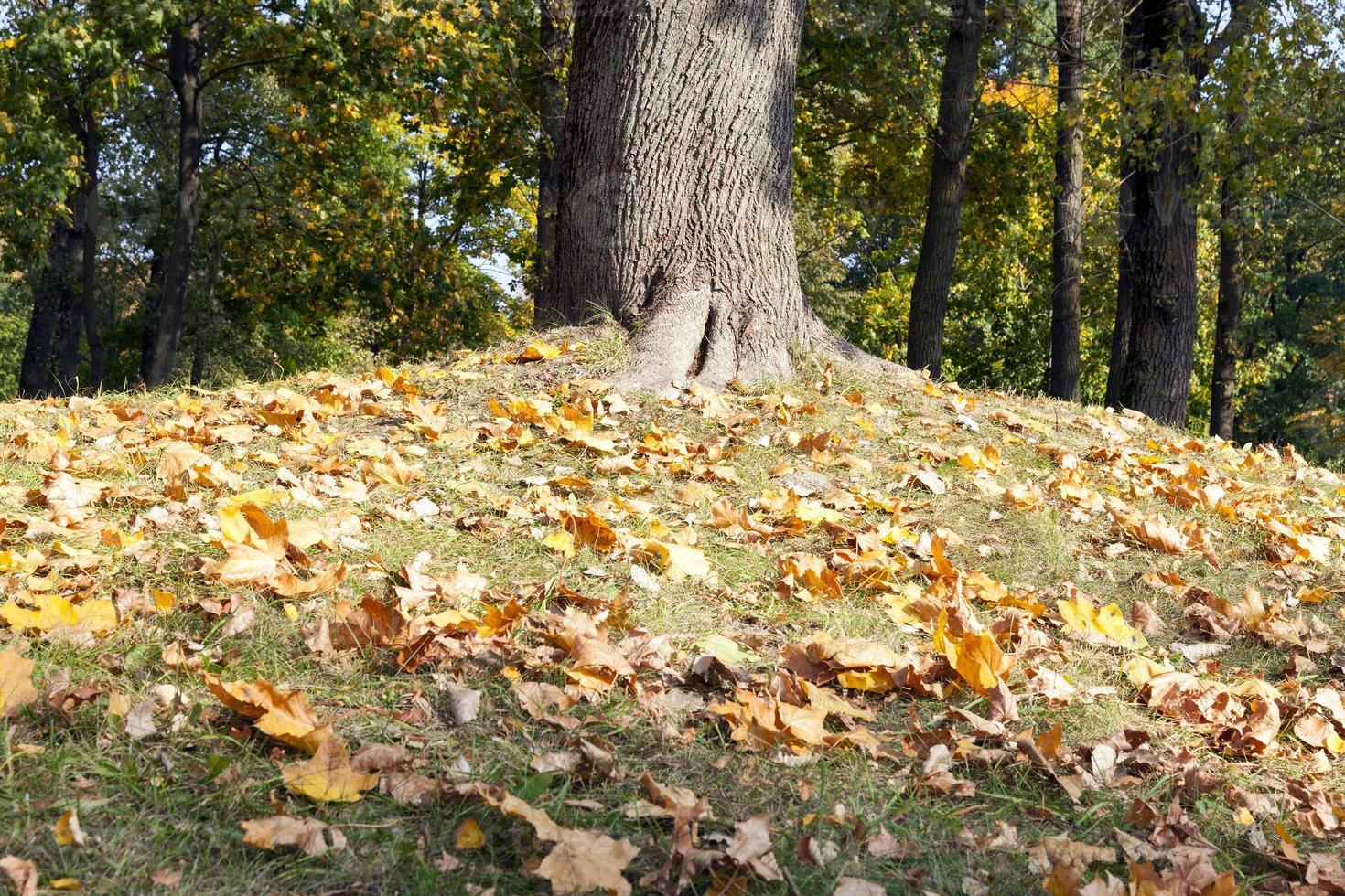 yellowed maple trees in autumn photo