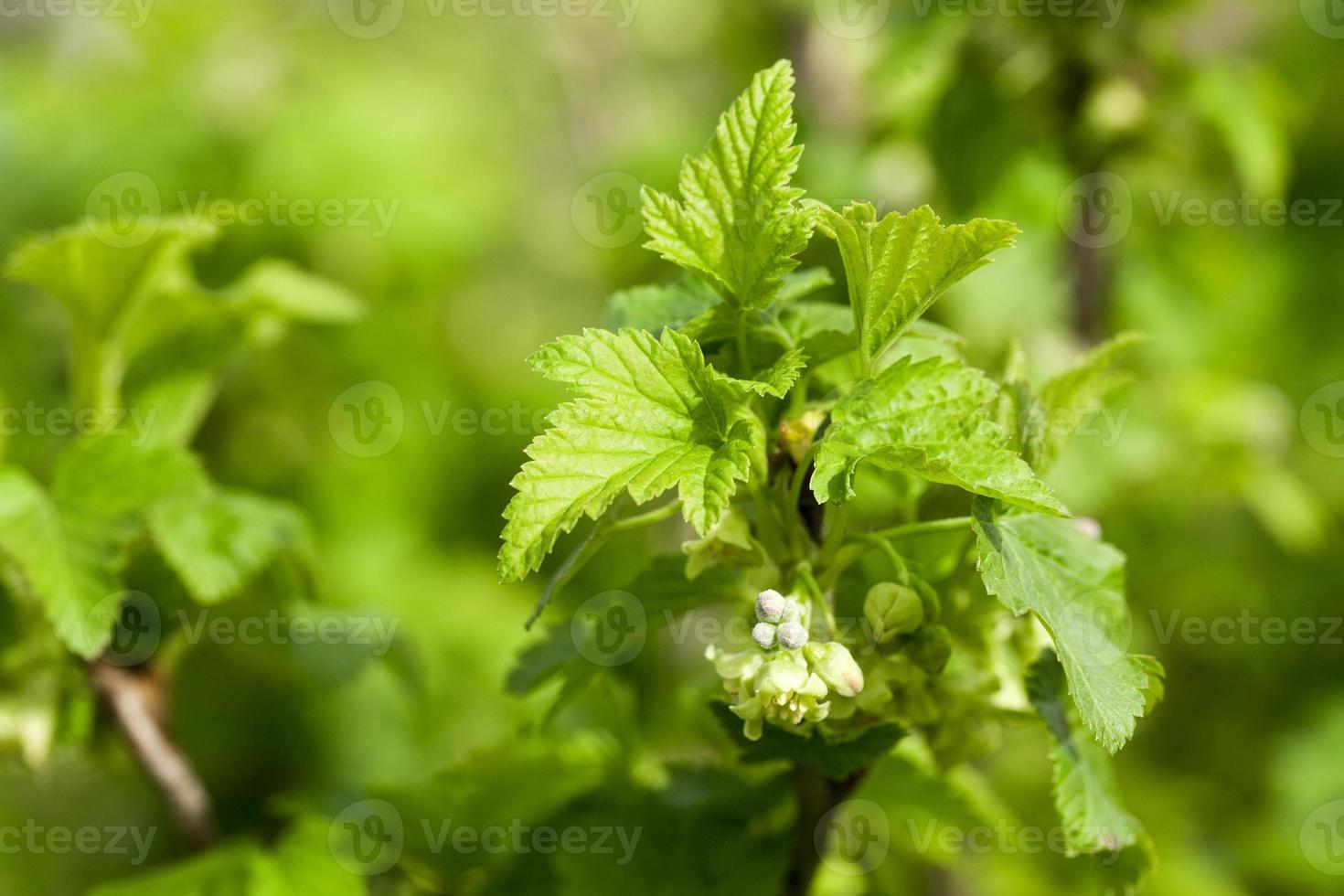spring flowering currant photo