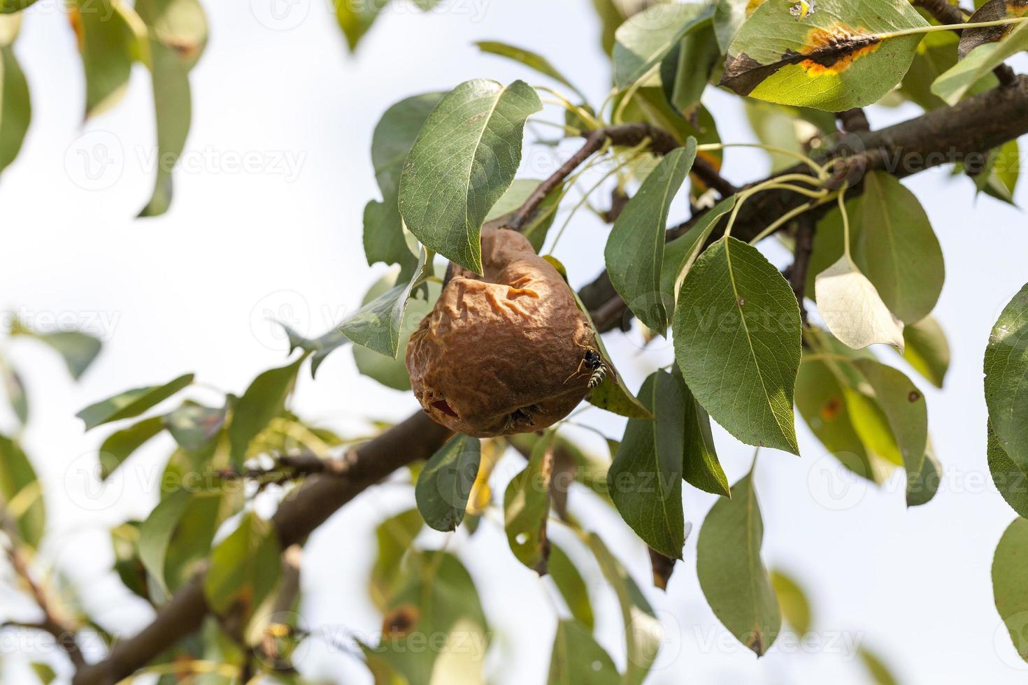 rotten pear on the tree photo
