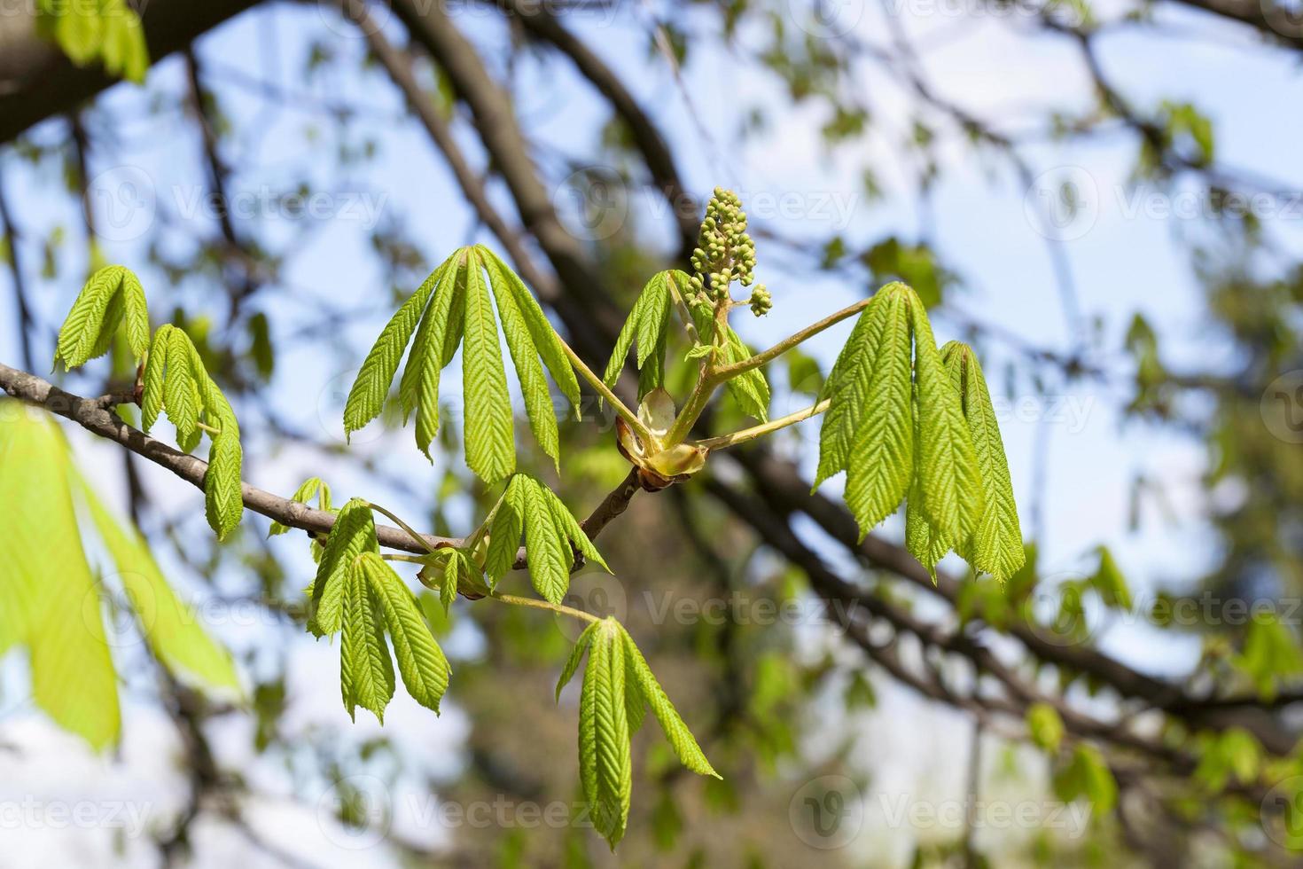 green leaves of chestnut photo