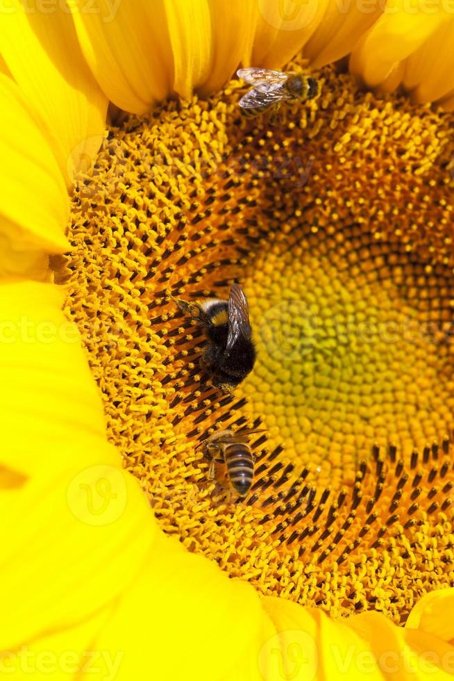 sunflower during pollination 9410212 Stock Photo at Vecteezy