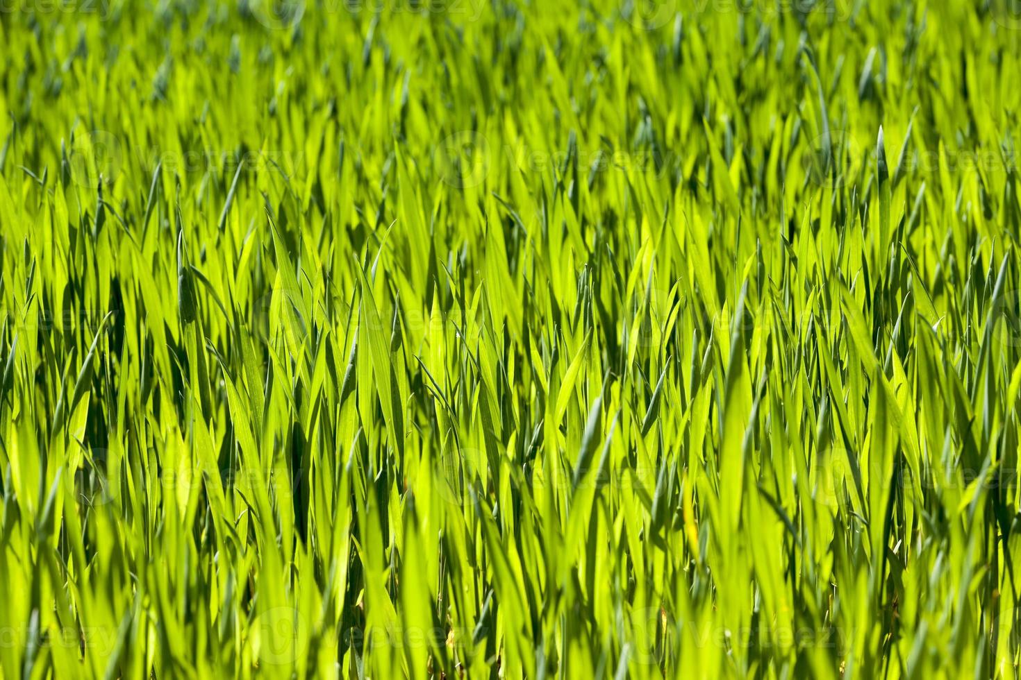 green wheat or other cereals on agricultural land photo