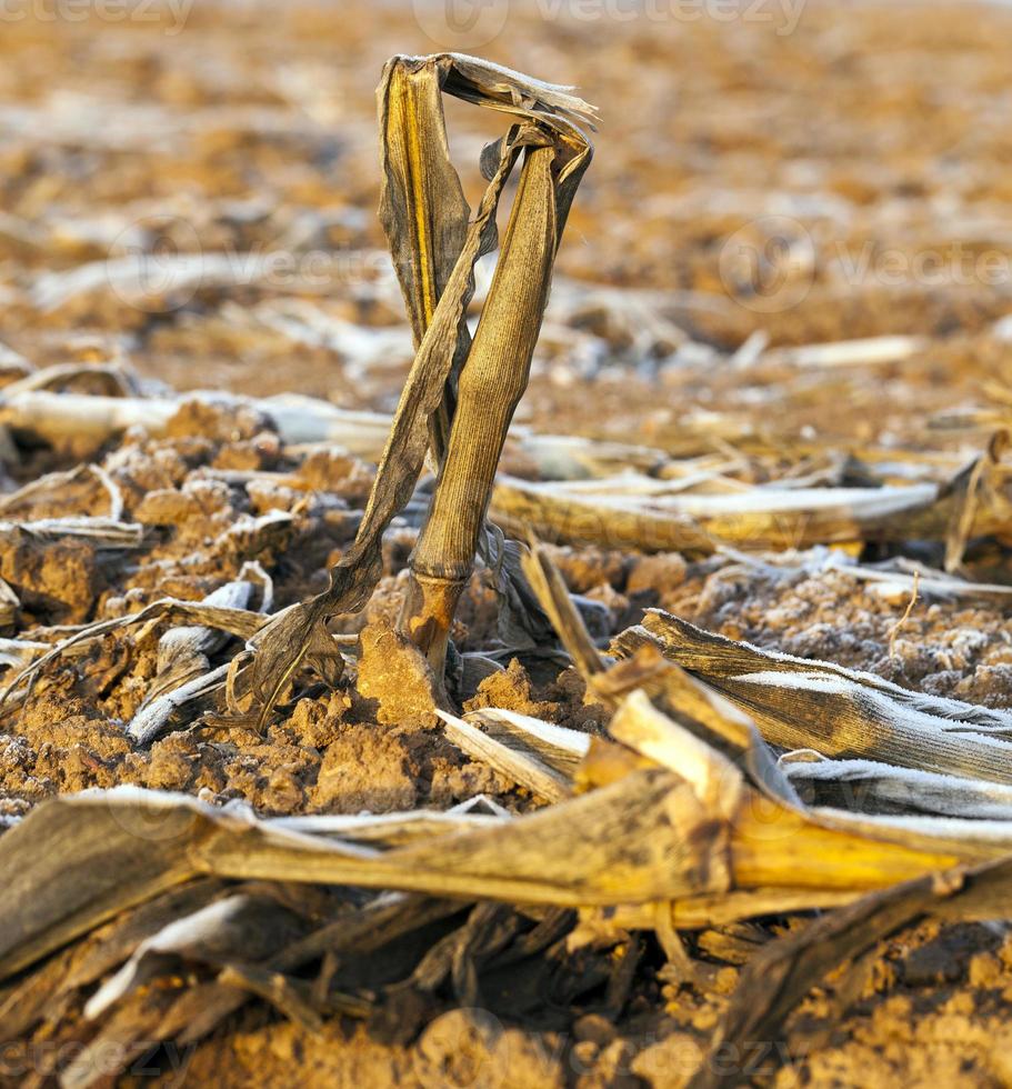 wheat with ice crystals photo