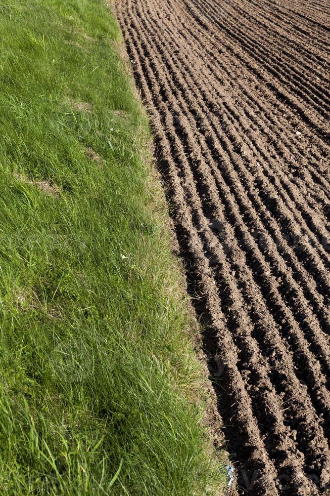 cereal field, close up photo