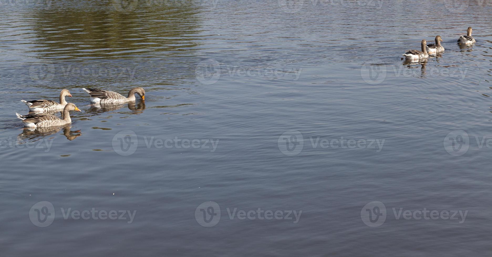 water is dirty photo