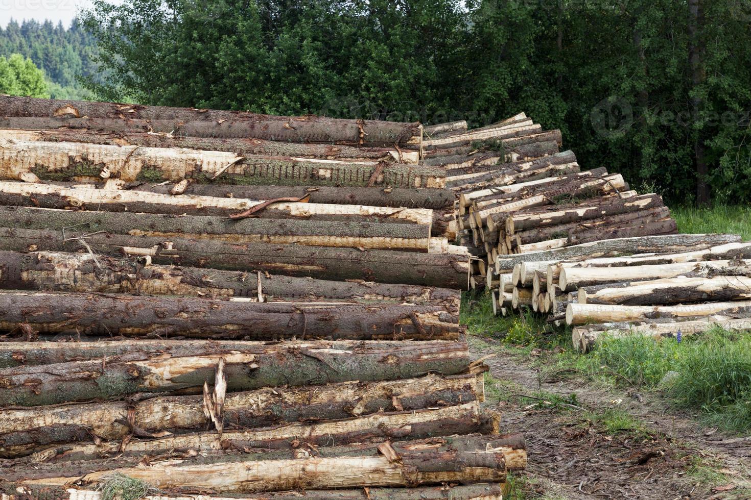 trees during logging 9410306 Stock Photo at Vecteezy