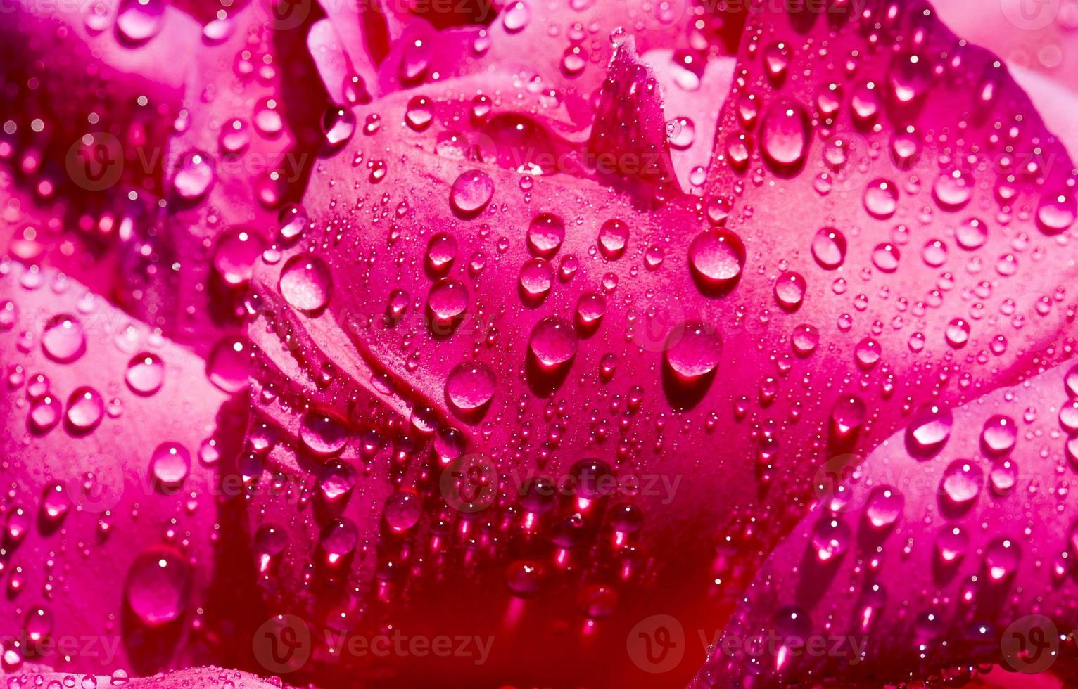 peonía roja después de la lluvia foto