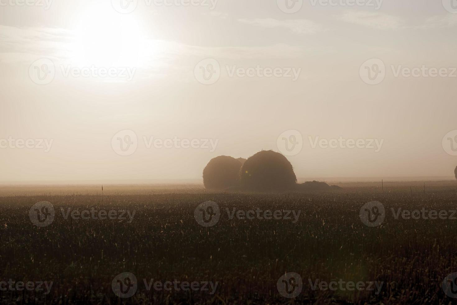 an agricultural field photo