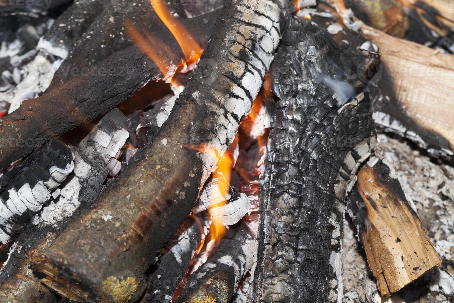 burning firewood in fire photo