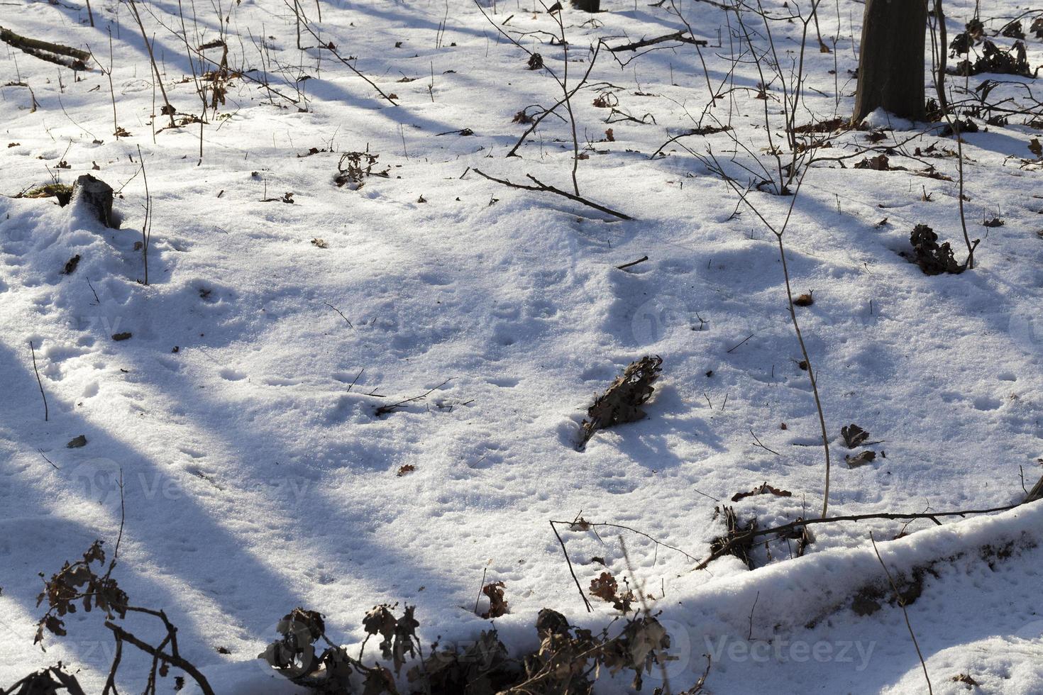 Winter season in the forest photo