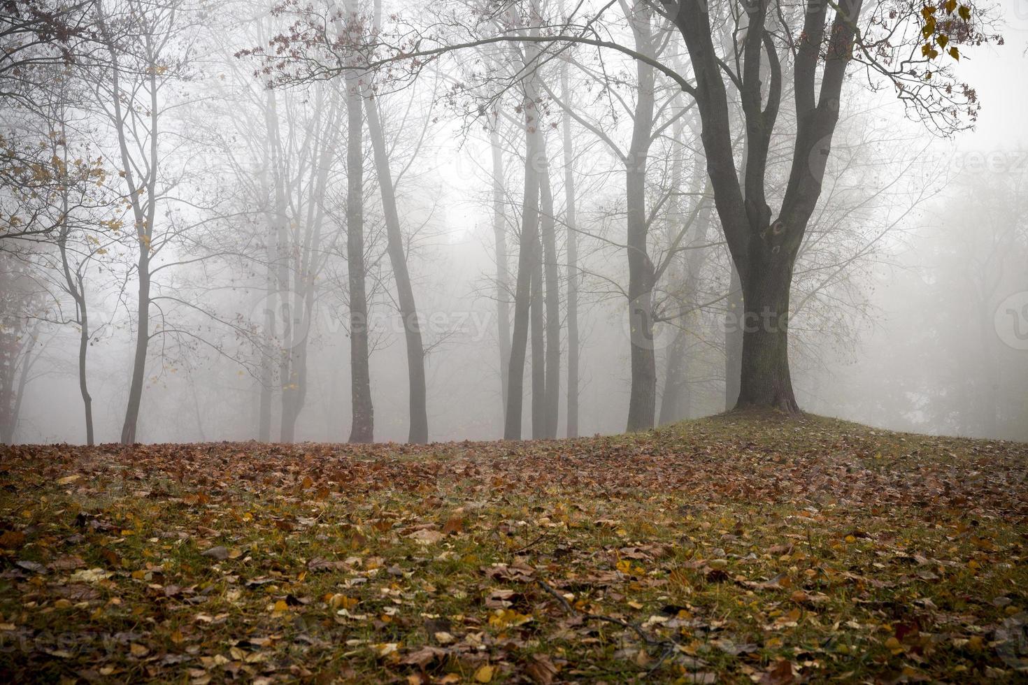Autumn forest and fog photo